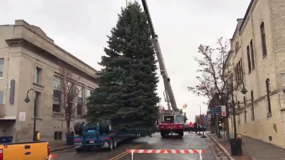 Fortyfoot Christmas Tree arrives in downtown Traverse City WPBN