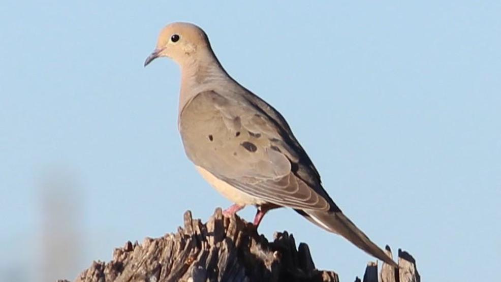 sets dates for dove hunting season WGXA