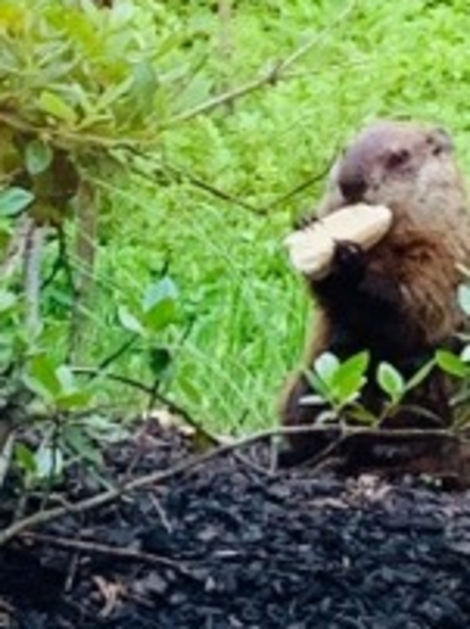 Viewer Photo Groundhog Enjoys Breadstick At South Portland Olive