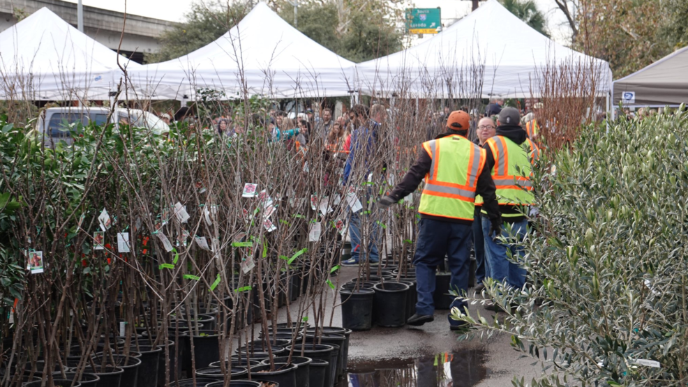 FREE! San Antonio Parks & Rec giving away fruit, nut trees WOAI