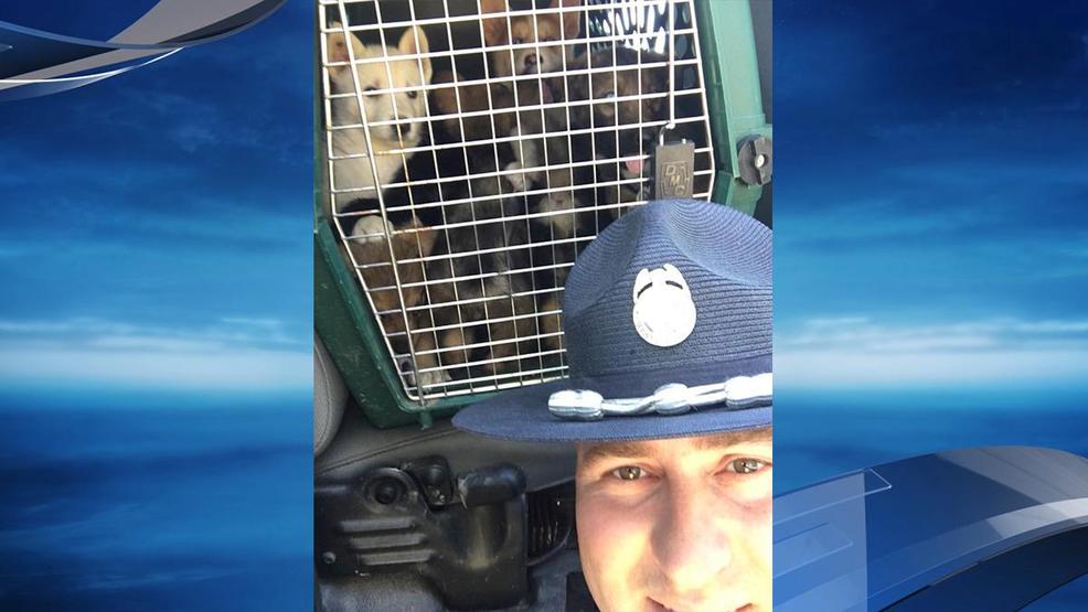 OSP rescues 10 puppies from trunk of car during I5 traffic stop KATU