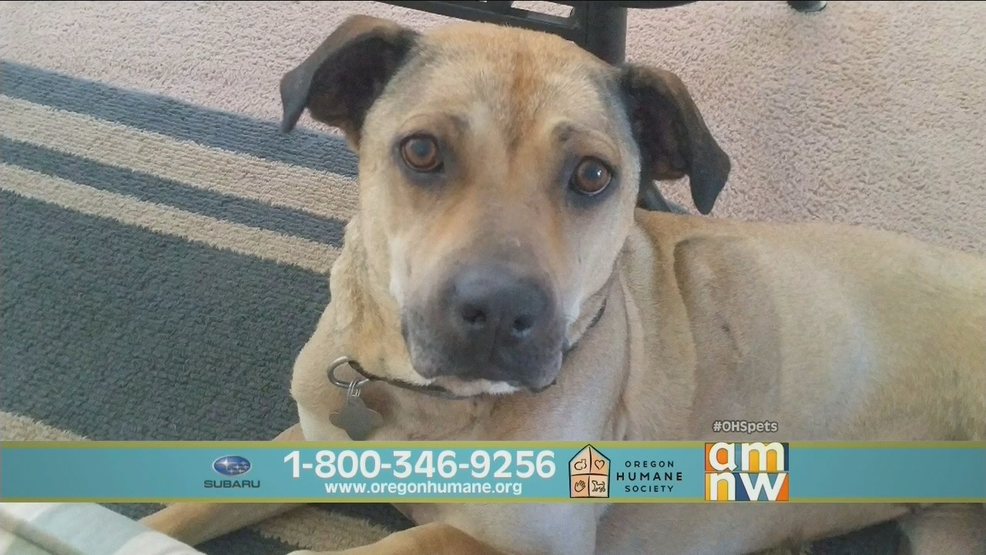 OHS Telethon Love.png OHS Telethon Love.png