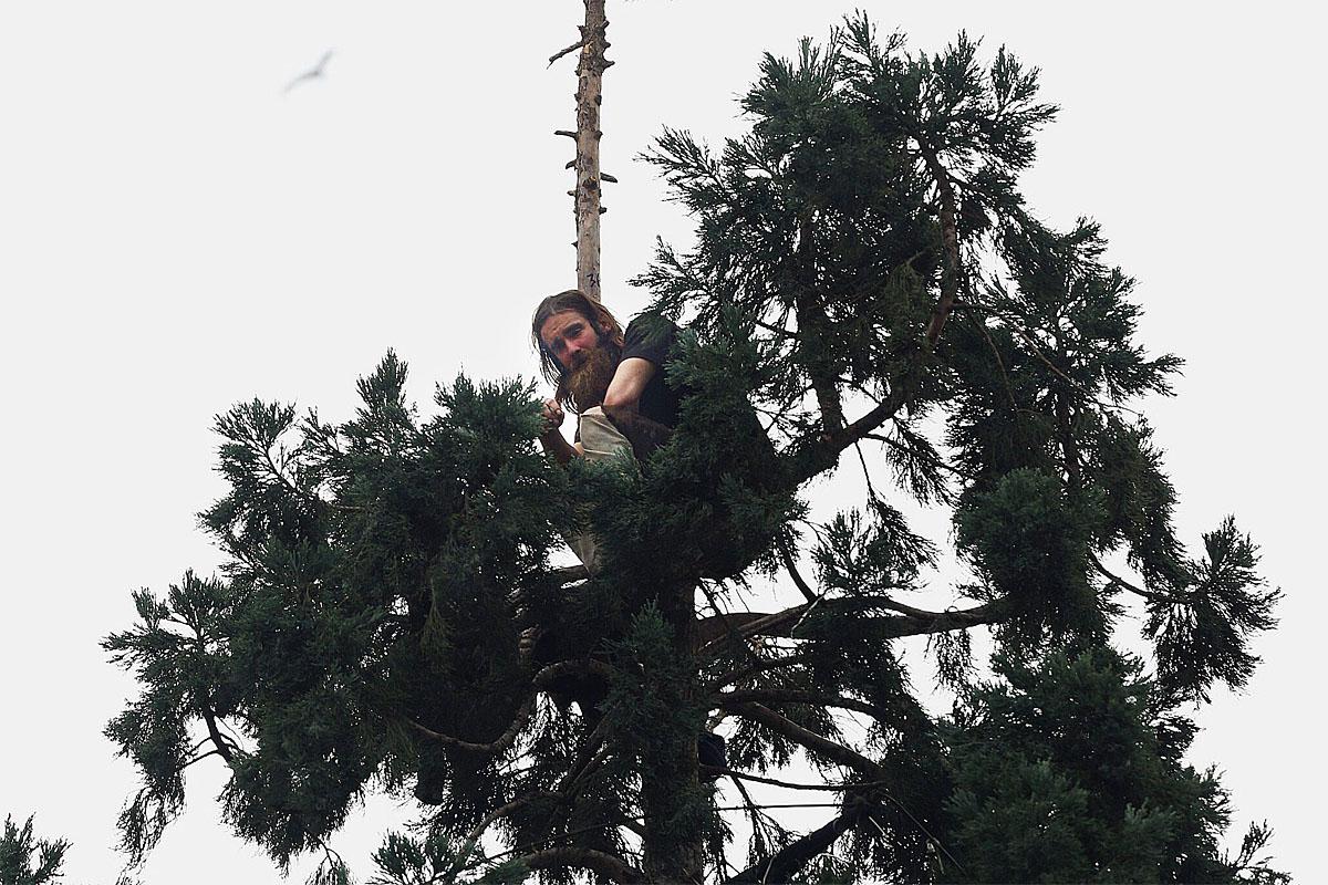 A man sits in an 80-foot tall tree in downtown Seattle, Tuesday, March 22, 2016, after he climbed nearly to the top, disrupting traffic. (Grant Hindsley/seattlepi.com via AP) 