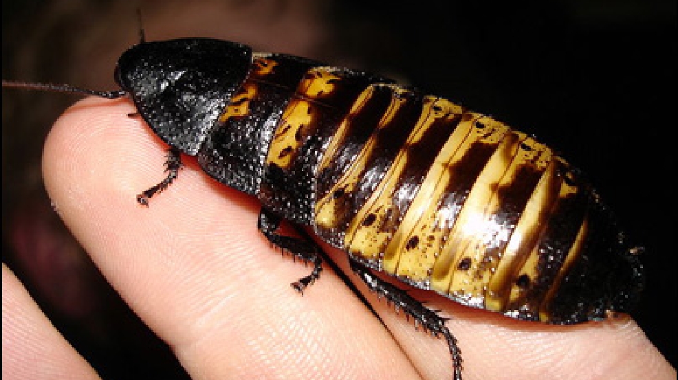 Our summer heat wave might make cockroaches start flying, so we're all