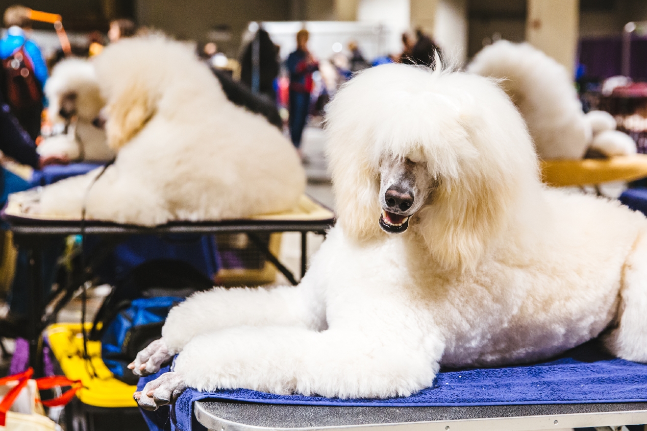 Photos Touring the Grooming Room of the Seattle Dog Show Seattle Refined