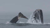 Photos: Orcas attack humpback whales