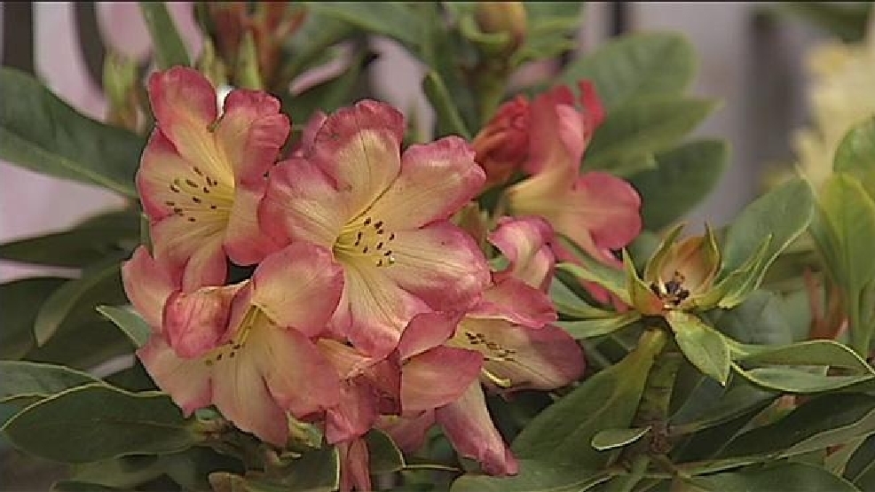 Florence celebrates 108th Rhododendron Festival KMTR