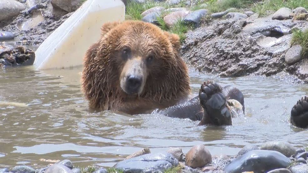 Montana Grizzly Encounter provides home for rescued grizzly bears KECI