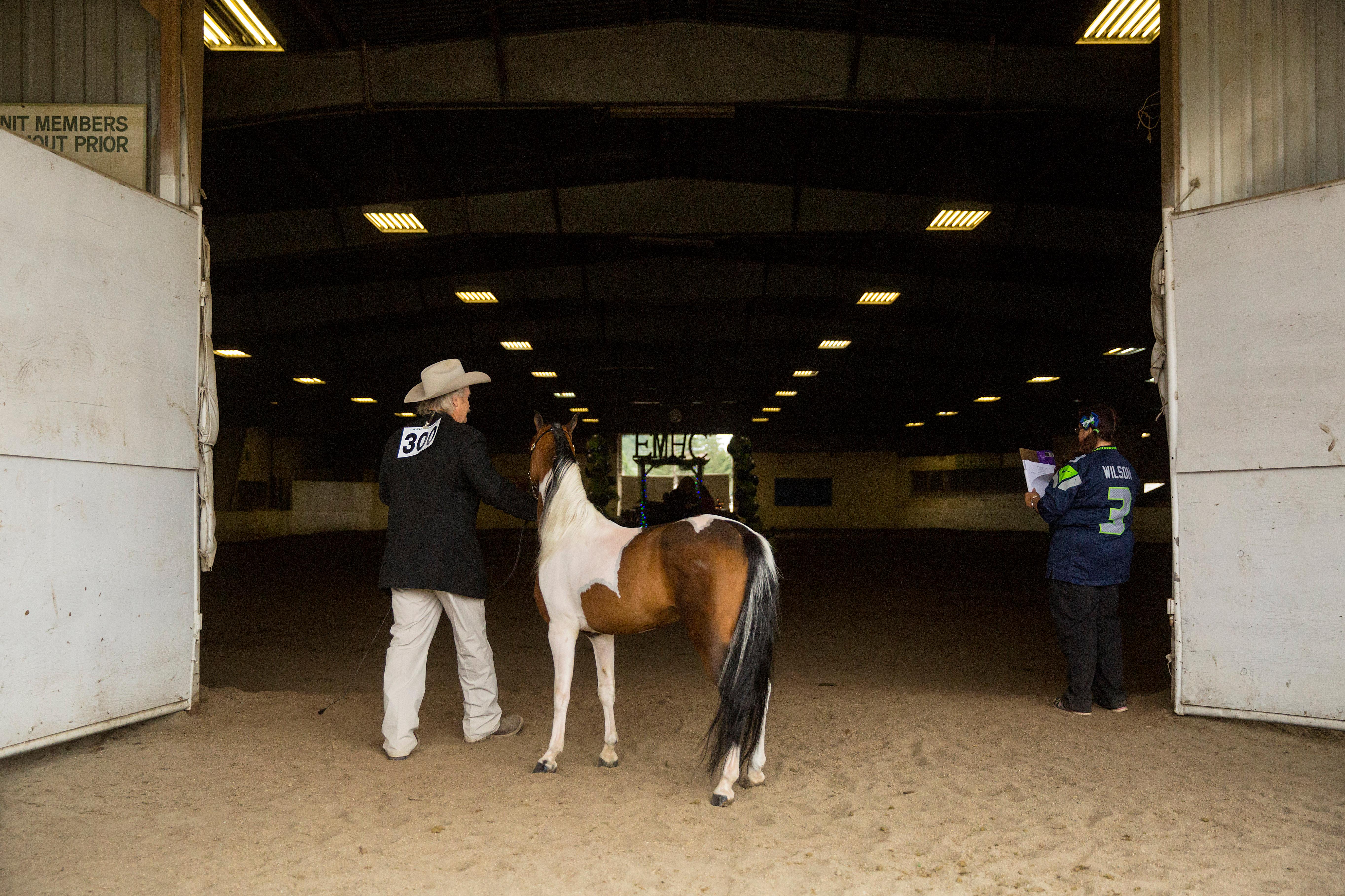 Photos Miniature horses Seattle Refined