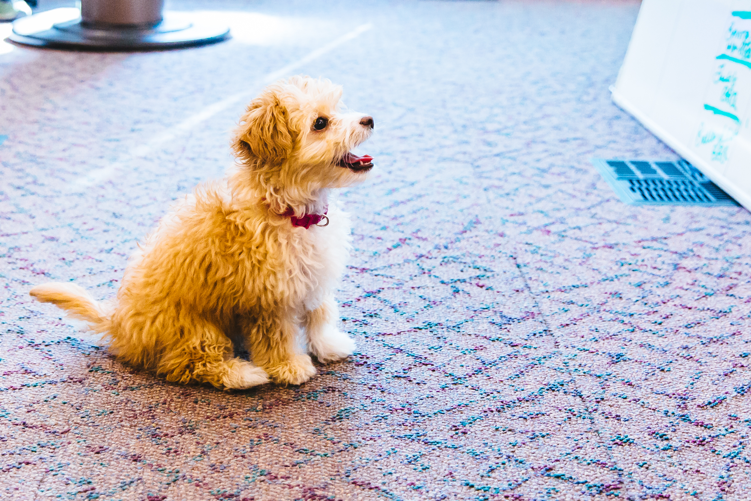 Maltipoo Seattle - qtm51sa