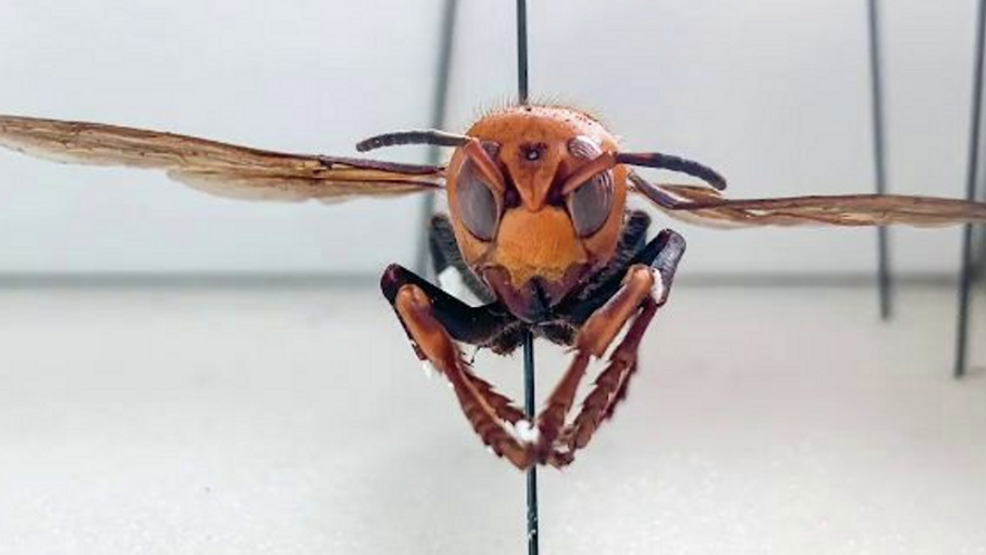 Little to no chance 'murder hornets' make it to Midwest, MU entomologist professor says - nbc25news.com
