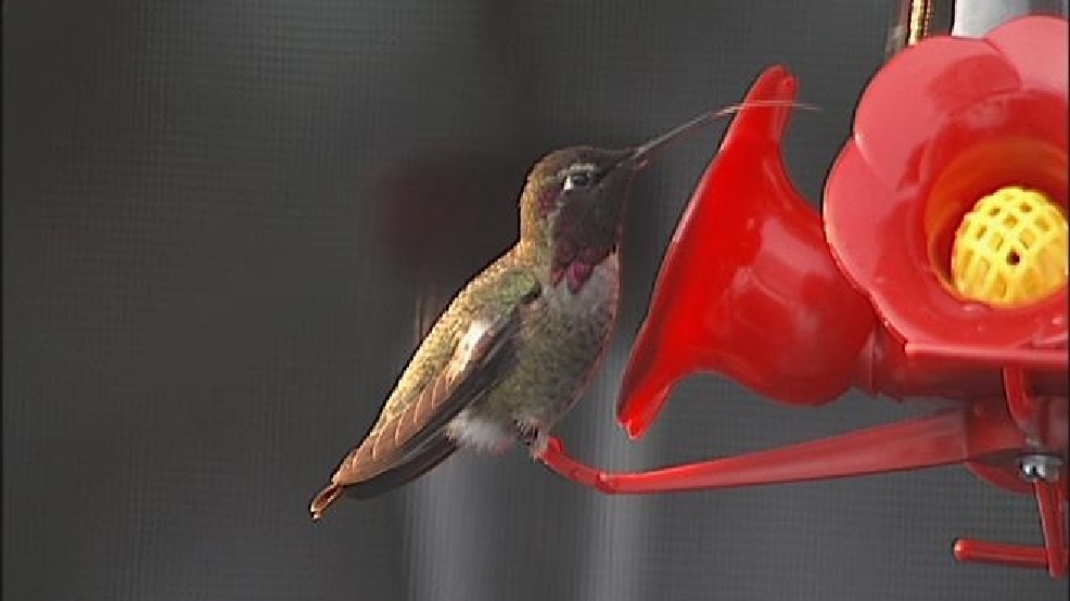 There Have Been Many Reports Of Hummingbirds Getting Their Tongue