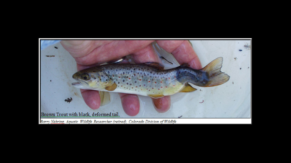 Whirling disease discovered in East Tennessee trout WTVC
