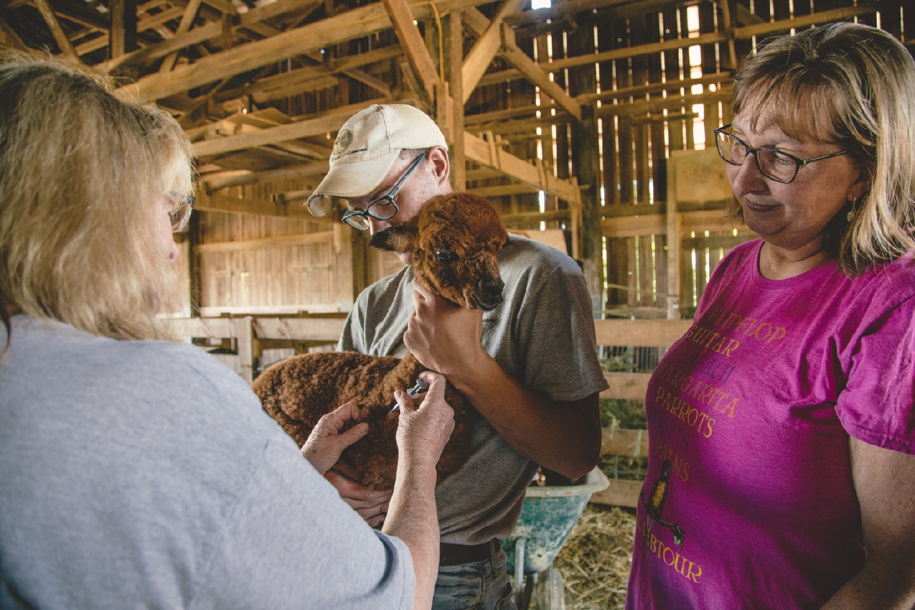 3 Alpaca Farms Near Cincinnati That Every Alpacaholic Should Visit