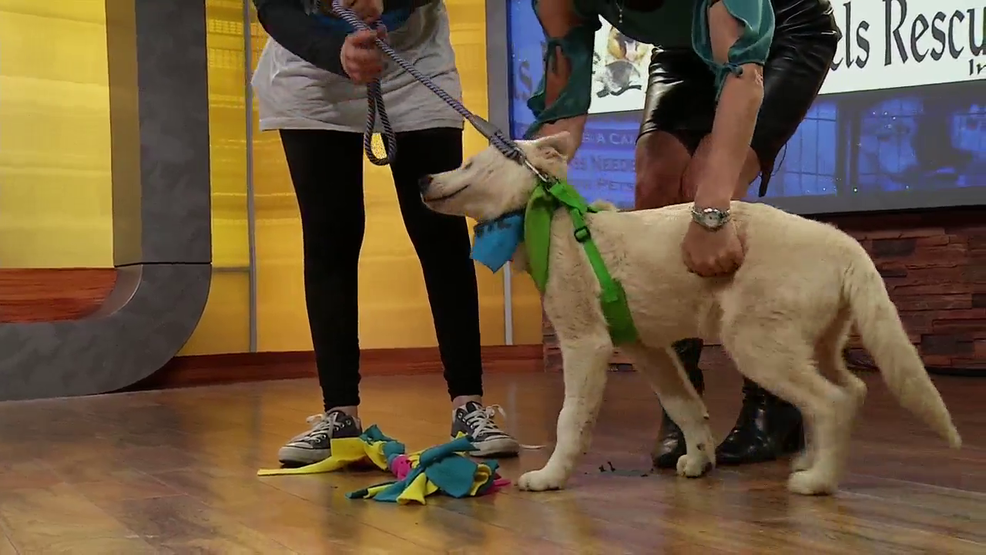 Pet Angels Rescue Introduces us to Easton KOKH