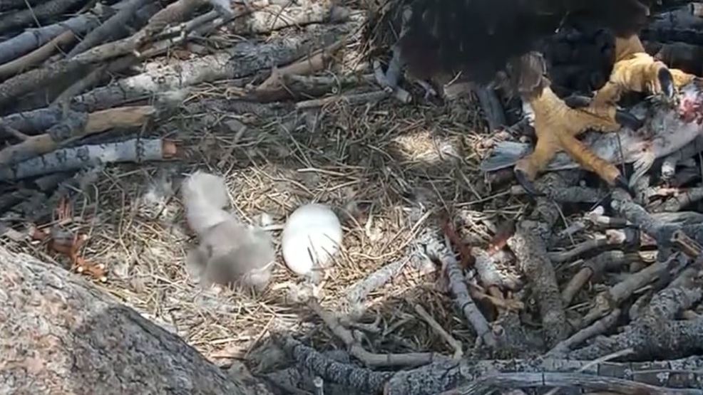 2 bald eagle eggs hatch in Big Bear Valley live on online feed | KRCR