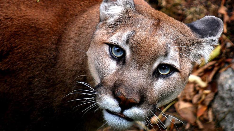 Aspen, 15 year old blue eyed cougar at Grandfather Mountain, euthanized