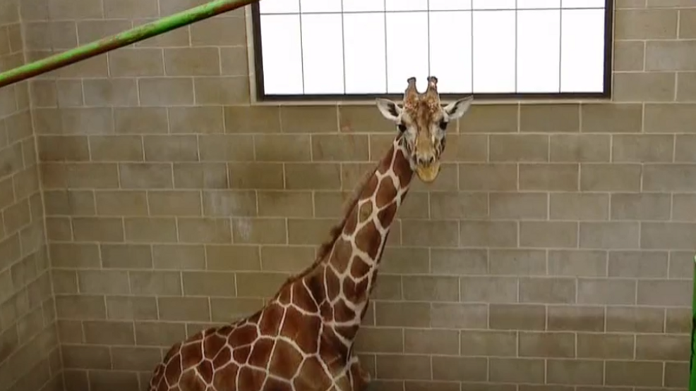 How the giraffes are doing at the NEW Zoo WLUK