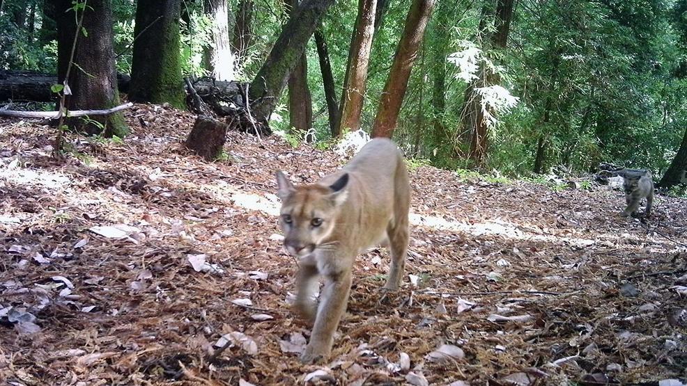 'Watch Out For Wildlife Week' On California Roads | KRCR