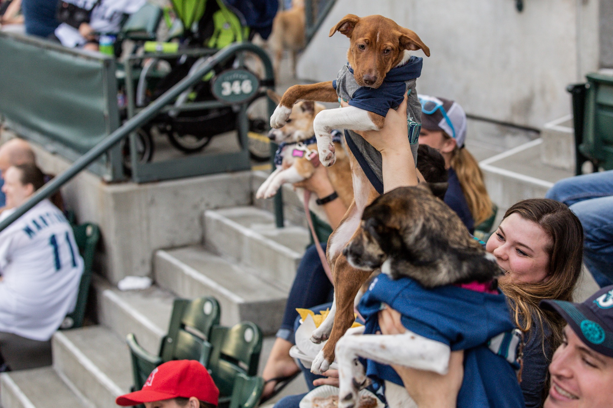 Photos One park, SO many barks! Safeco Field goes to the dogs at 'Bark