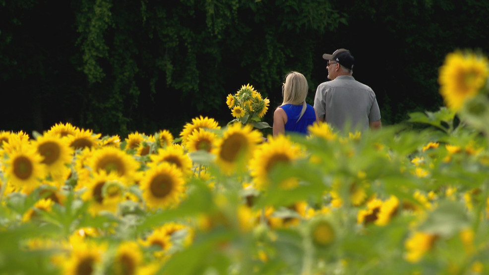 Sunflower field open in South Bend WSBT