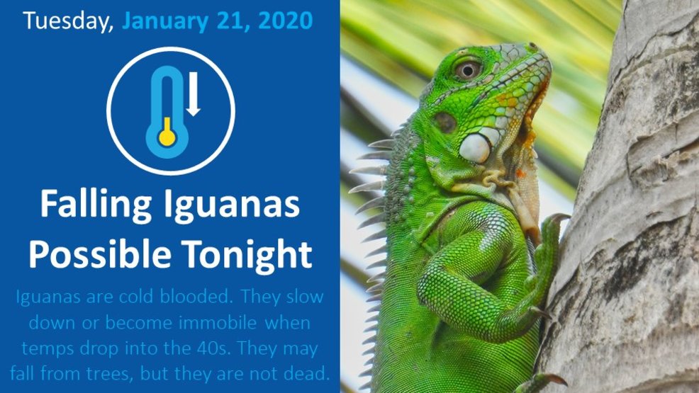 raining cats and dogs Miami forecasters warn of falling iguanas(02)