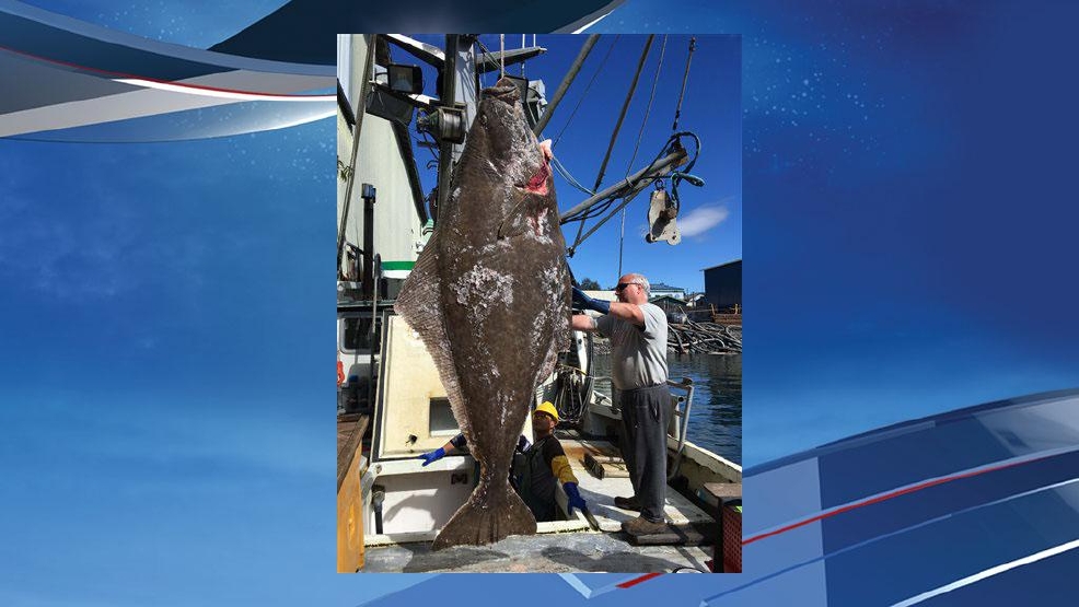 Photo: Alaska fishermen pull in 400-pound, 8-foot halibut