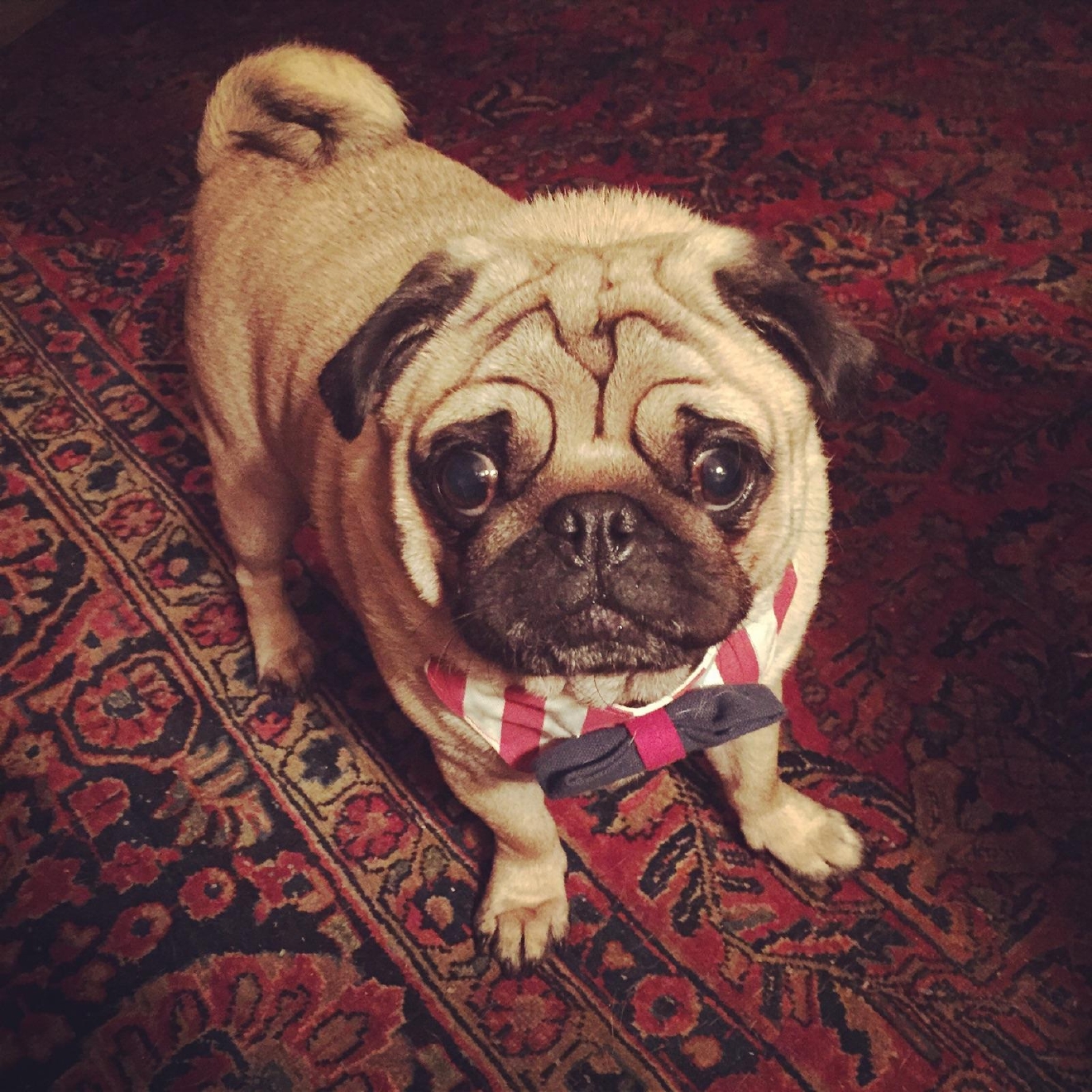 Dog dies while being groomed at Petco in Middletown WJAR