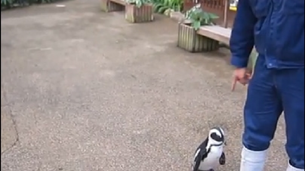 140213_baby_penguin.jpg