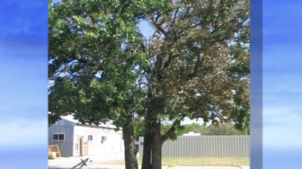 Tree Talk on Growing Oklahoma KOKH