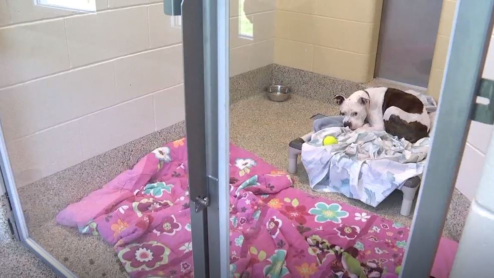 How donating to the Pet Food Drive benefits Maine shelters WGME