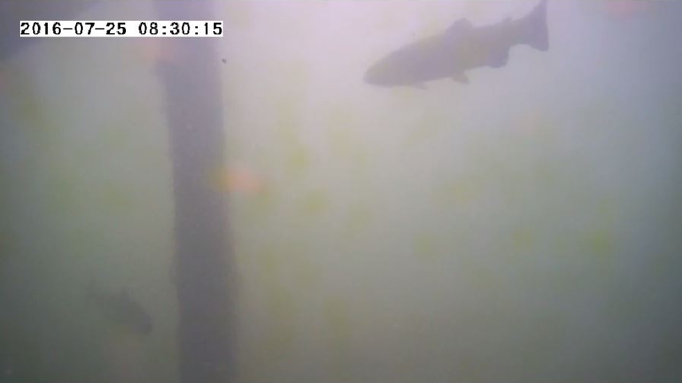 Fish cam gives you a new view of the Wolf Lake State Fish Hatchery WPBN