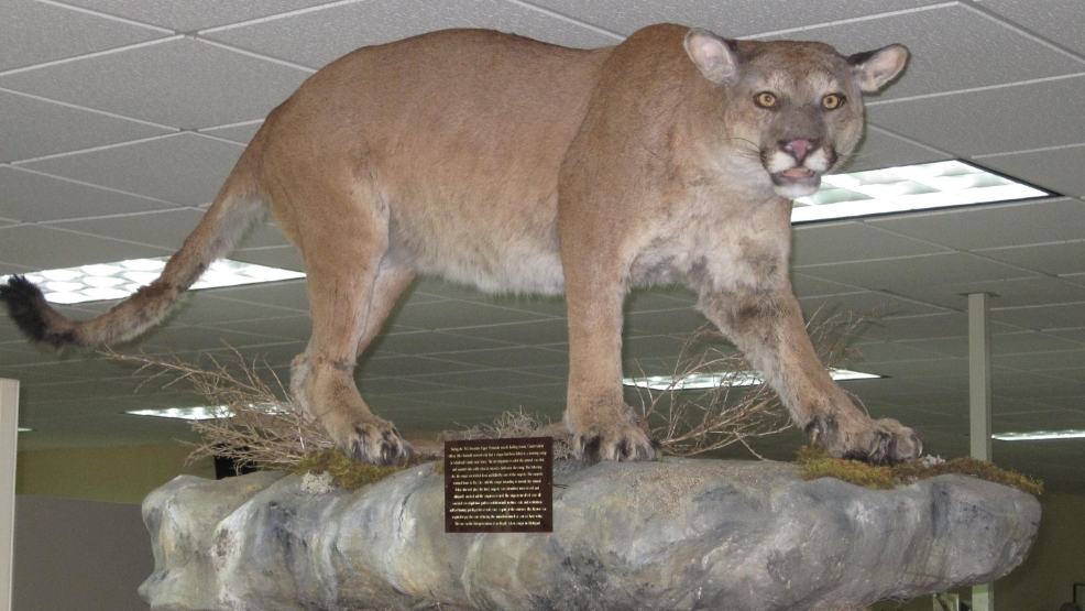 sightings of cougars in Michigan 