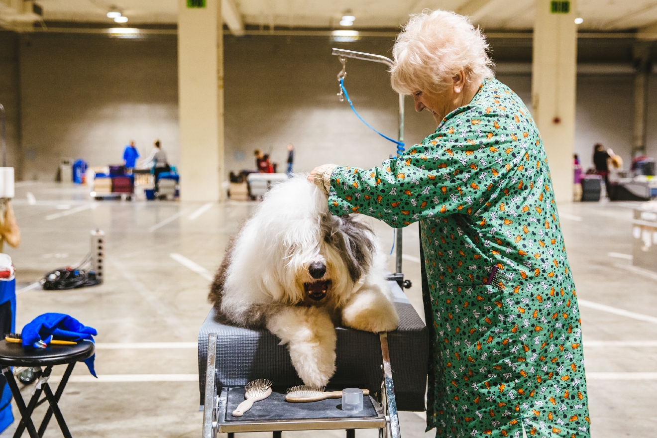 Photos Touring the Grooming Room of the Seattle Dog Show Seattle Refined