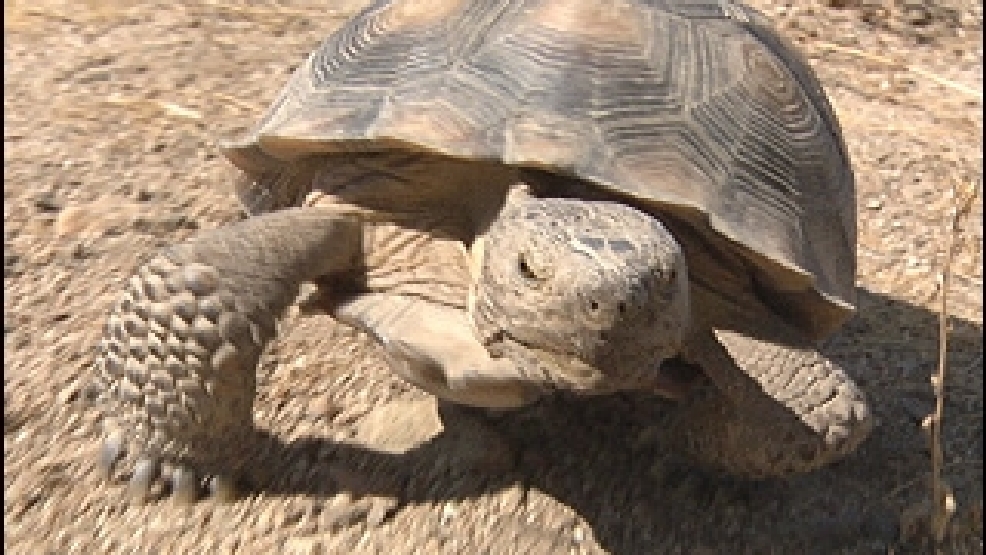 090812_mojave_desert_tortoise.jpg