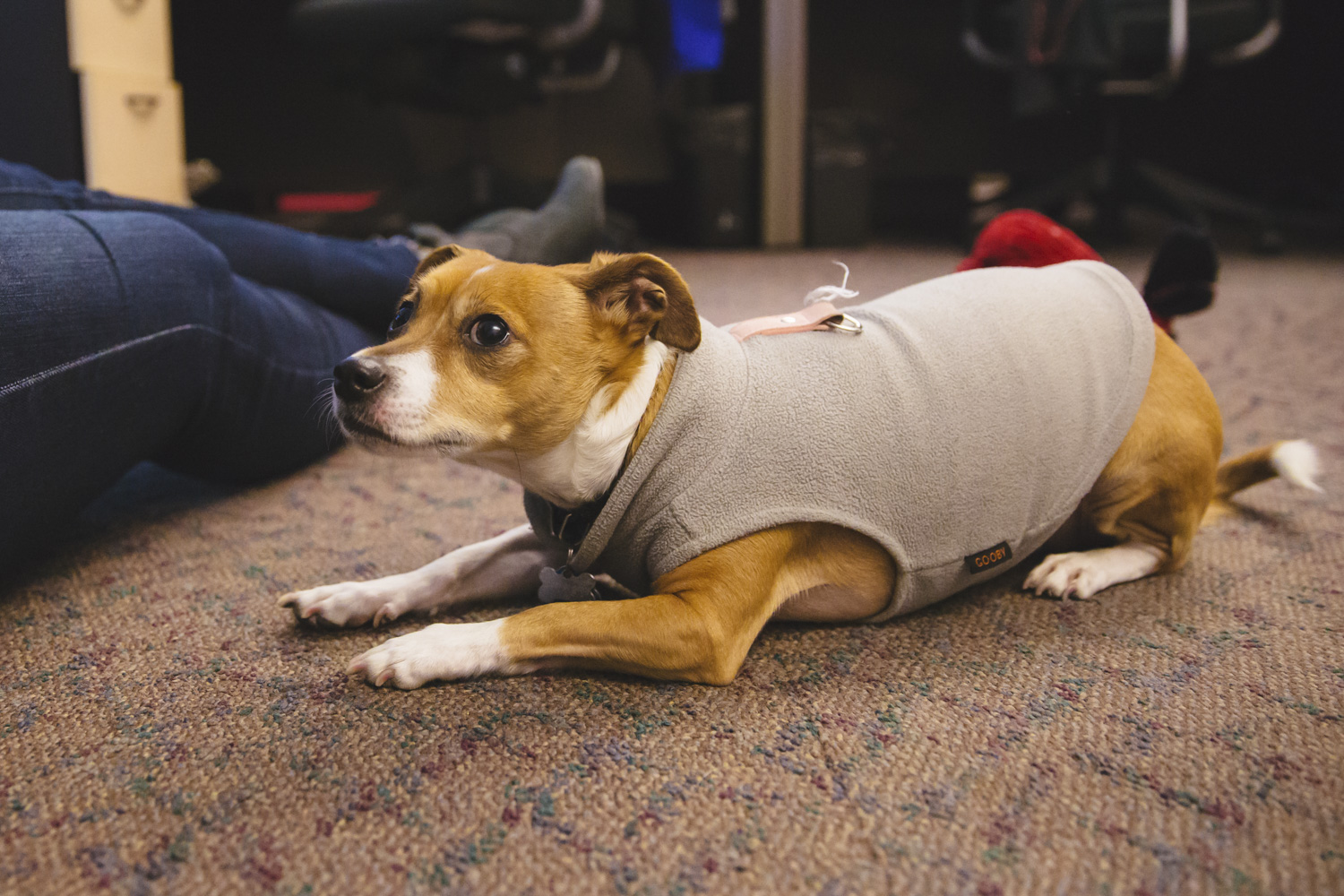 RUFFined Spotlight Maxine 'Maxi' the Rat Terrier Seattle Refined