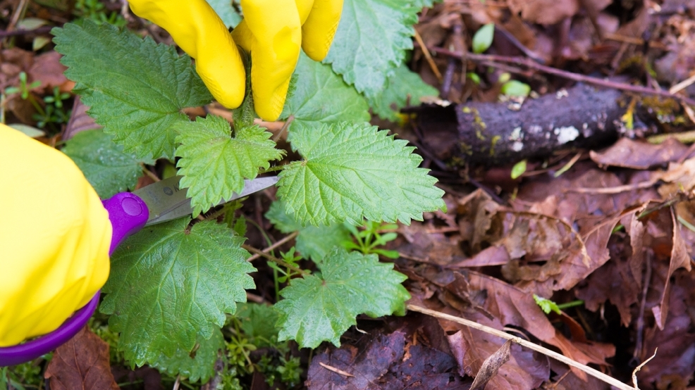 The best sting of spring forage for nettles Seattle Refined