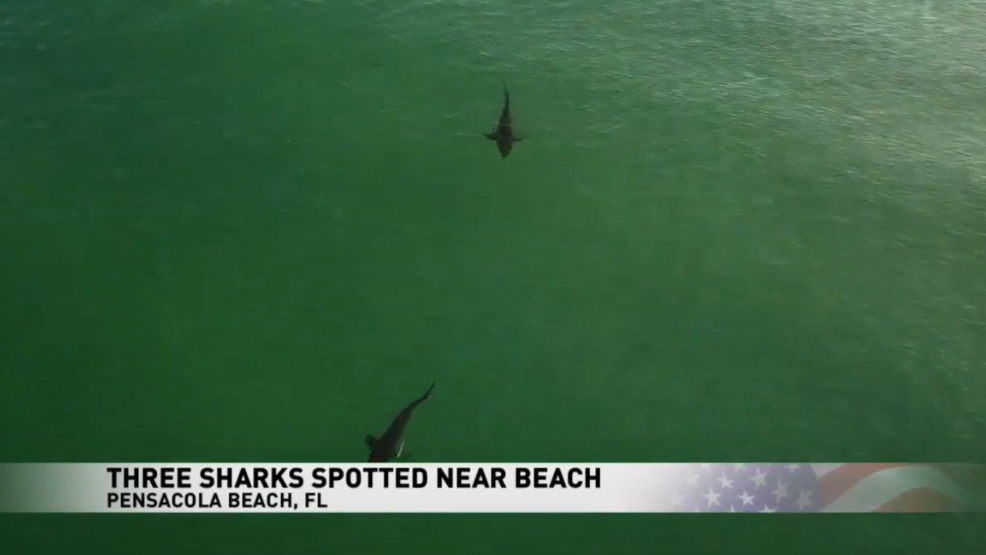 Shark Attack South Beach Miami Today