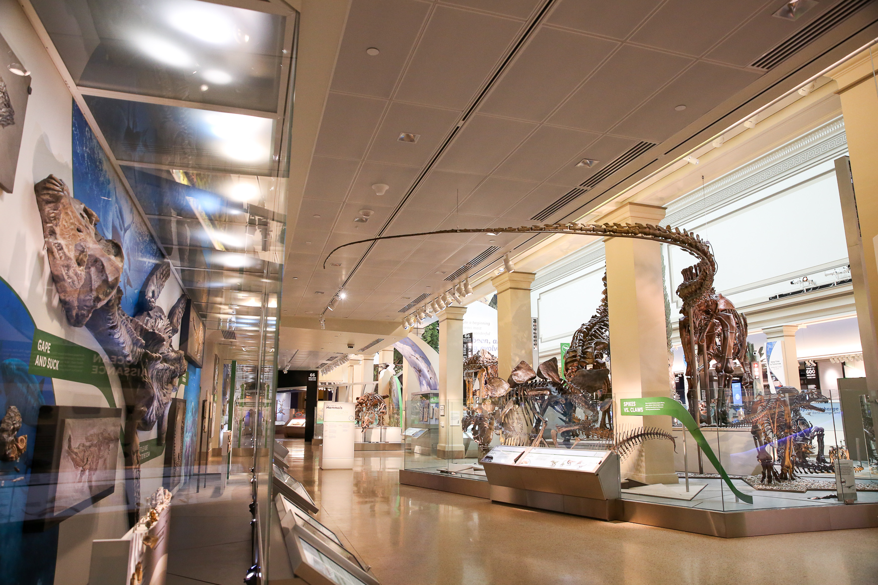 Dinosaurs Come To Life In The Museum Of Natural History's New Hall Of ...