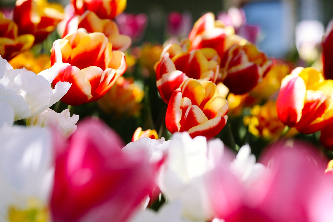 Photos Early Spring has Skagit tulips blooming now through midApril