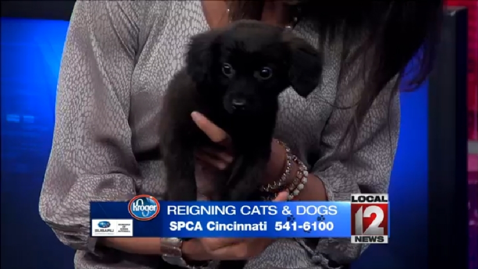 Reigning Cats and Dogs: Tuesday, May 19, 2015 | WKRC