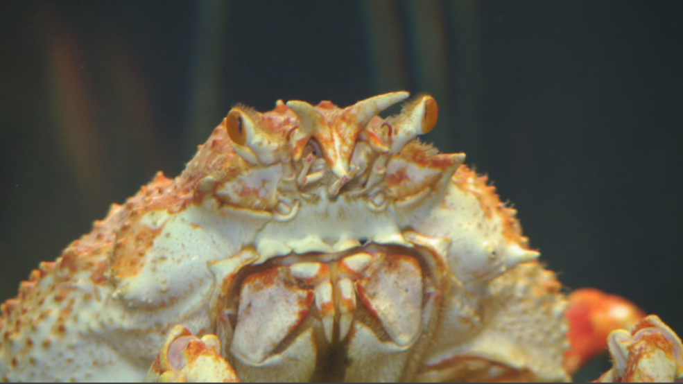 Japanese spider crabs can weigh up to 44 pounds | WTVC