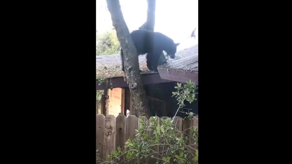 Bear Caught On Camera On The Roof Of An Oakhurst Home Kmph