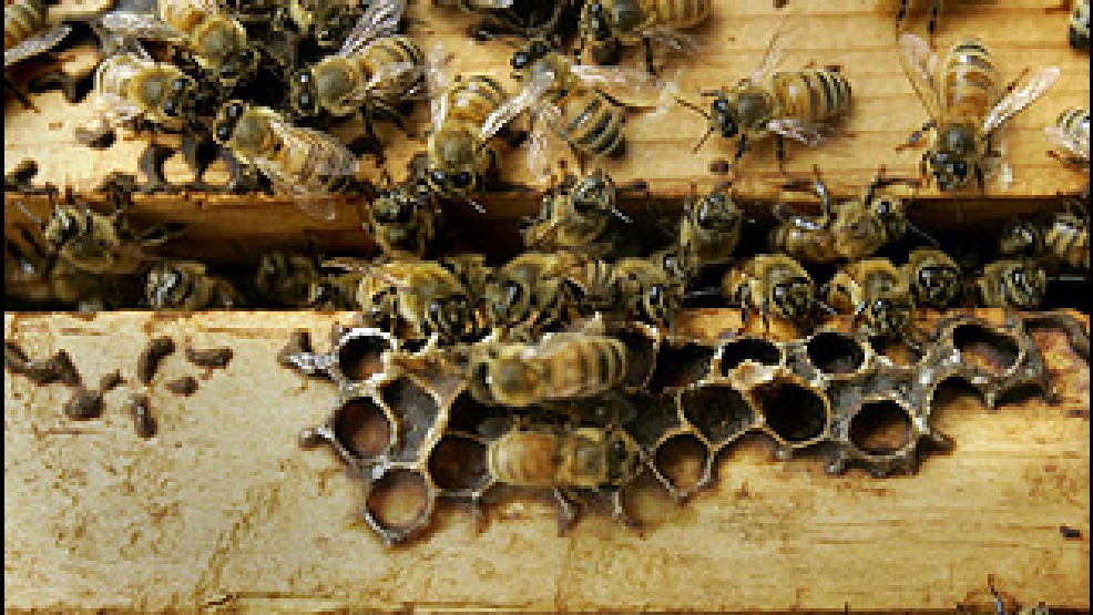 WSU researchers working to keep honey bees alive in winter KOMO