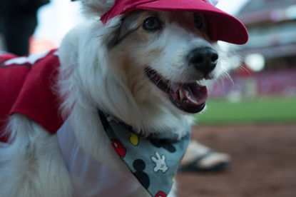 cincinnati reds dog jersey