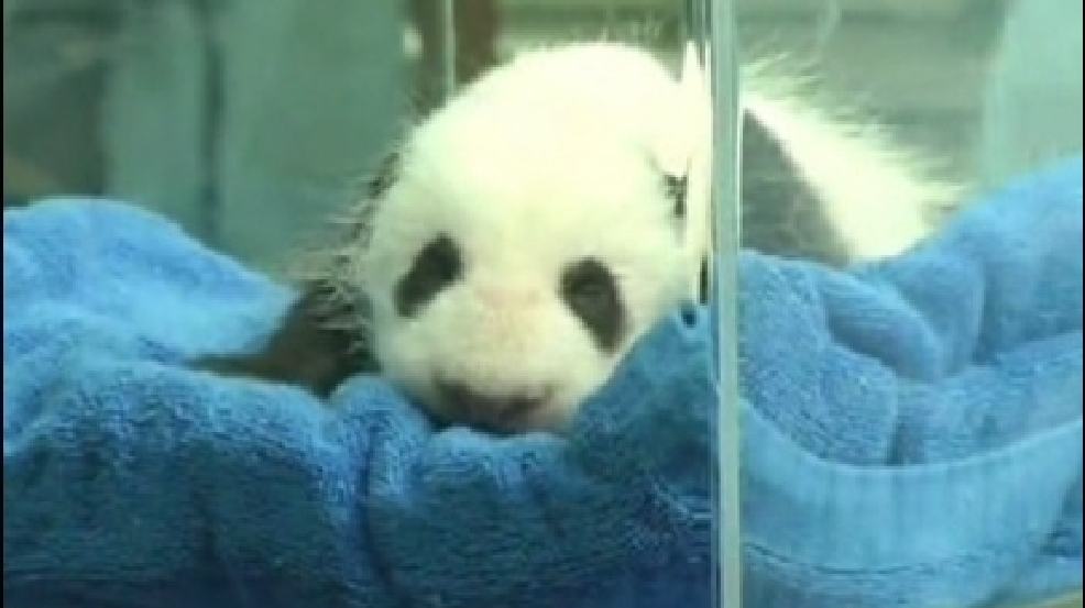 130902_panda_checkup.jpg
