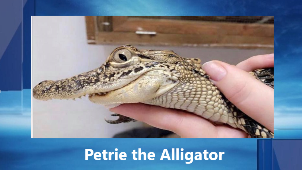 American Alligator taken from Broken Bow rescue center KTUL