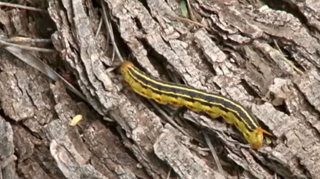 Thousands of caterpillars swarming Arizona pools WSYX