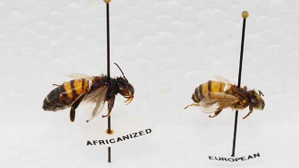 Killer Bees Found In San Francisco Bay Area For First Time Kbak