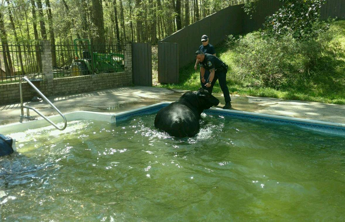 bull blow up for pool